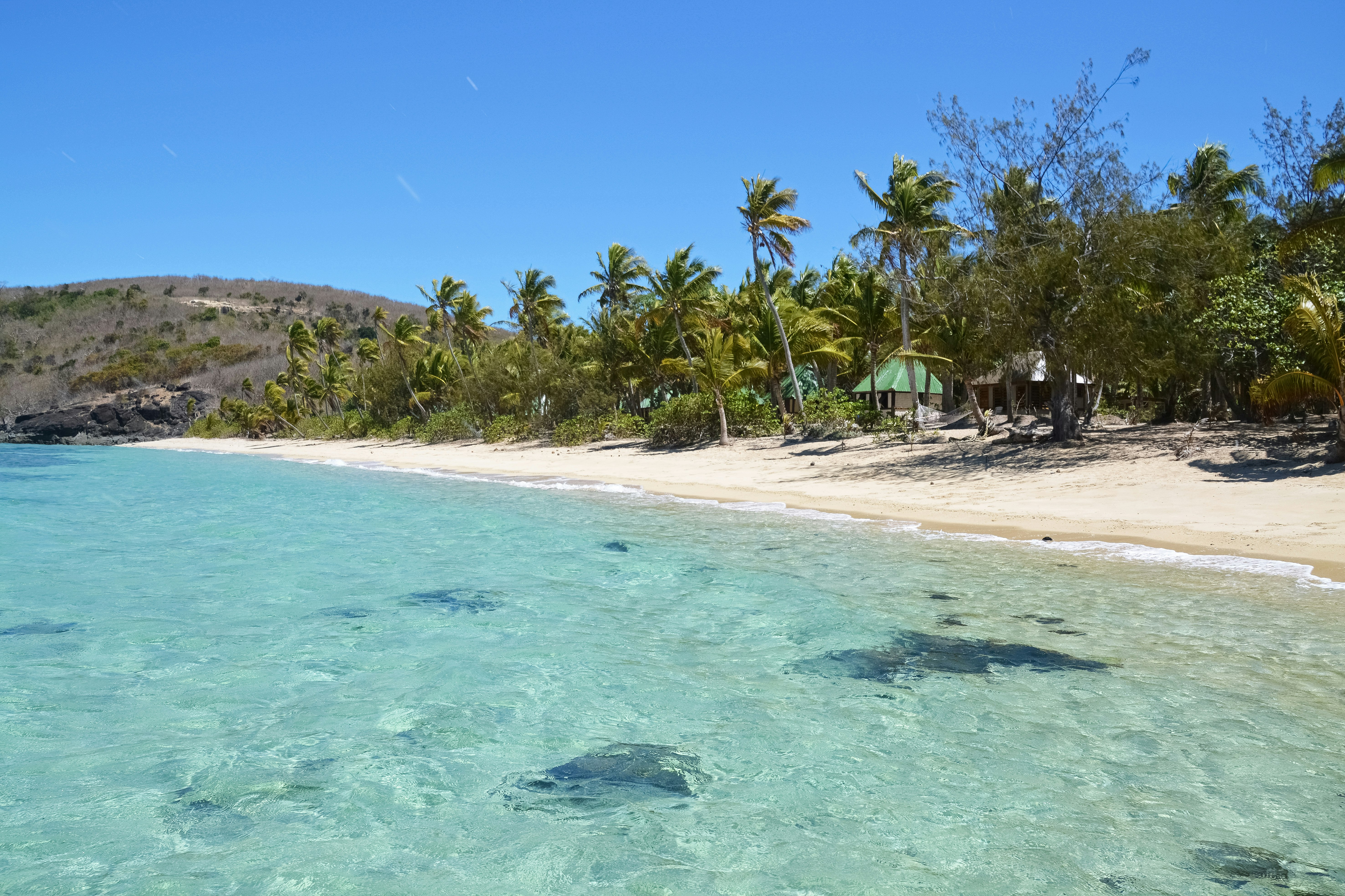 green palm trees on beach during daytime